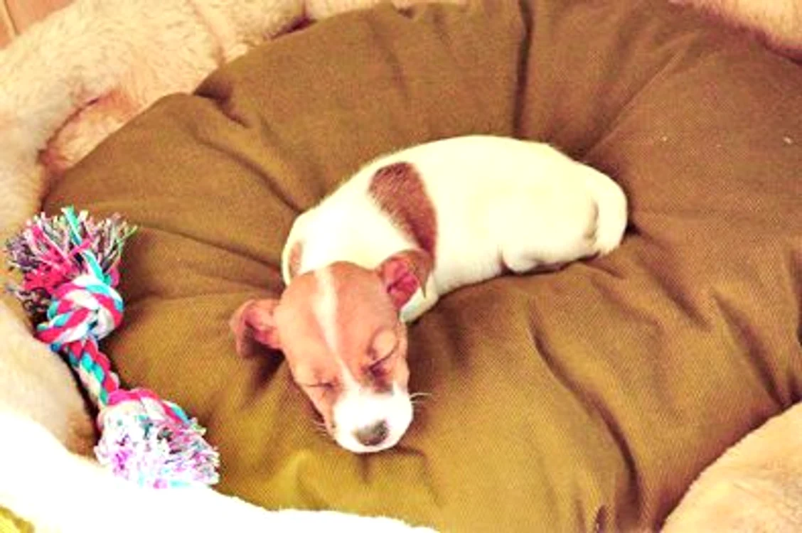 Şi-a luat Jack Russel Terrier