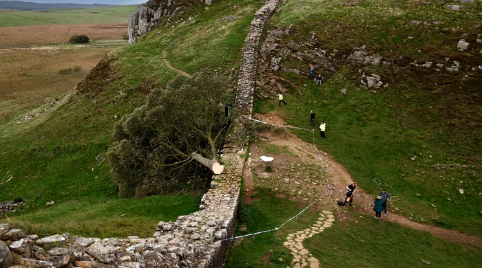 Copacul Sycamore Gap a fost tăiat de doi bărbați FOTO: X 
