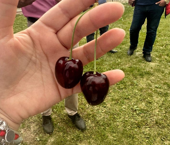 La cules de cireșe, în patria merelor. Cât te costă să îți culegi singur fructele în plantația de la Voinești FOTO