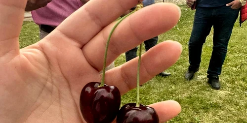 Stațiunea Pomicolă Voinești produce și cireșe. FOTO Dan Comănescu