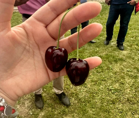 Stațiunea Pomicolă Voinești produce și cireșe. FOTO Dan Comănescu