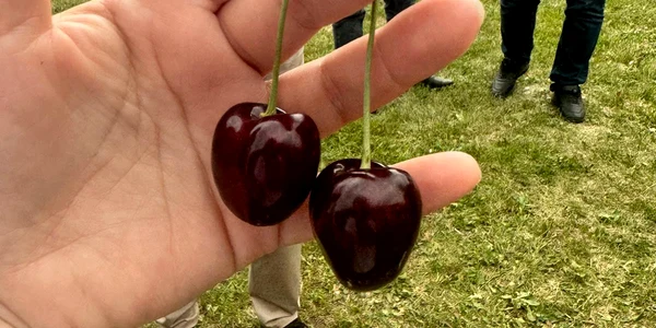 Stațiunea Pomicolă Voinești produce și cireșe. FOTO Dan Comănescu