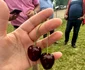 Stațiunea Pomicolă Voinești produce și cireșe. FOTO Dan Comănescu