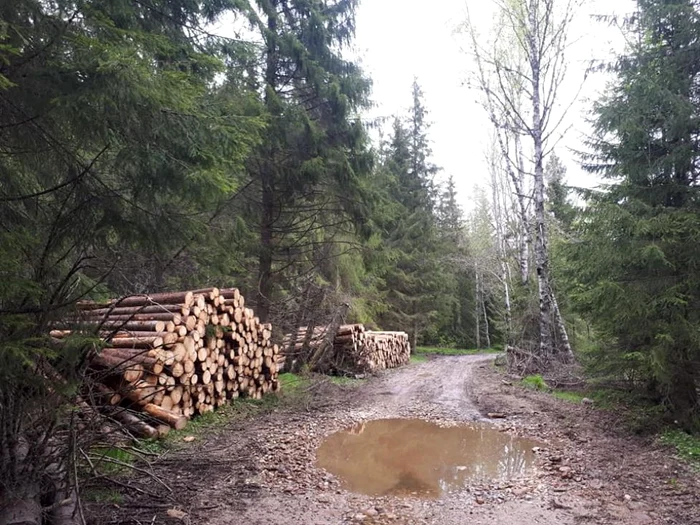 Pădurile din mai multe localităţi din Gorj au fost prădate de cei care le păzeau FOTO: Arhivă
