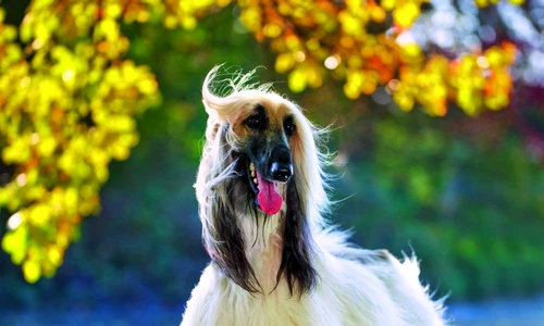 1 64549 original jpg jpeg