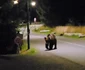 Urșii au ieșit la plimbare prin Poiana Brașov foto: Click!