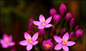 centaurium erythraea tintaura jpeg