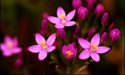 centaurium erythraea tintaura jpeg