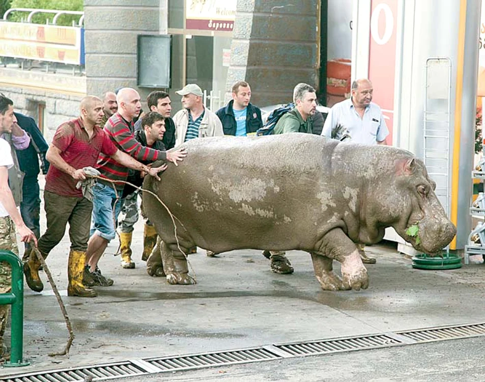 
    Ursul s-a cocoţat pe-o plutăFoto: AP  
