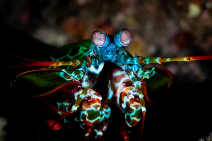 Crevetele poate vedea culori invizibile omului / foto: IStock