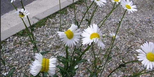 Flori cu mutatii la Fukushima FOTO Twitter
