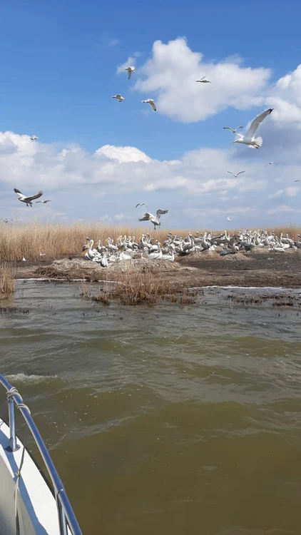 Colonie de păsări FOTO ARBDD