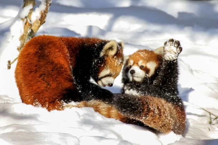 
    Urşii panda roşii par să se simtă foarte bine la grădina zoologică. (Foto: ChengLun Na PhD/Wenn)  