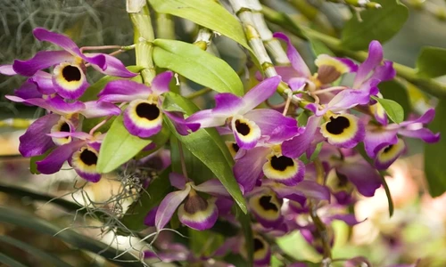 1 48248 original jpg jpeg