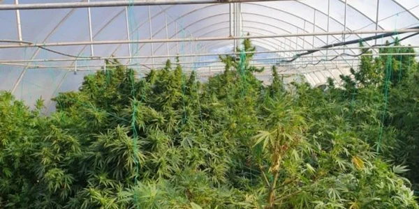 Captură de un kilogram şi jumătate de cannabis FOTO Adevărul