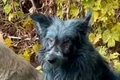caine albastru cernobil  jpg