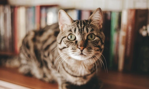 Bolile pe care pisica ţi le poate vindeca  Ai citit bine!  jpeg