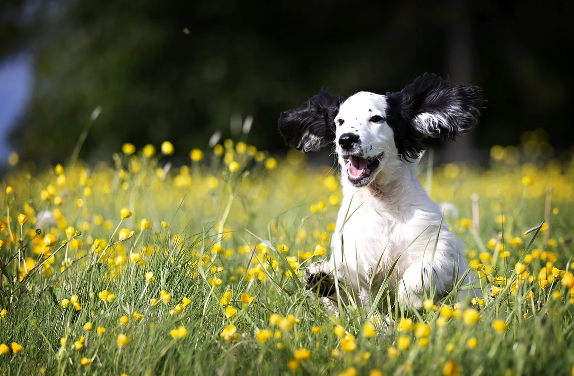 1 pup 5120625 1280 jpg jpeg