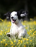 1 pup 5120625 1280 jpg jpeg