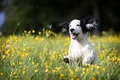 1 pup 5120625 1280 jpg jpeg