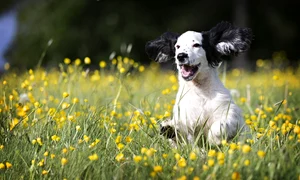 1 pup 5120625 1280 jpg jpeg