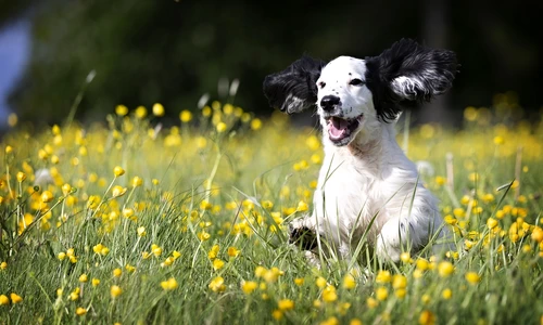 1 pup 5120625 1280 jpg jpeg