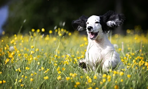 1 pup 5120625 1280 jpg jpeg