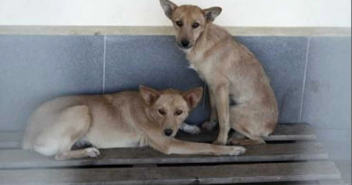 Râmnicu Vâlcea: Dino şi Dingo sunt doi gemenii care aşteaptă să fie adoptaţi