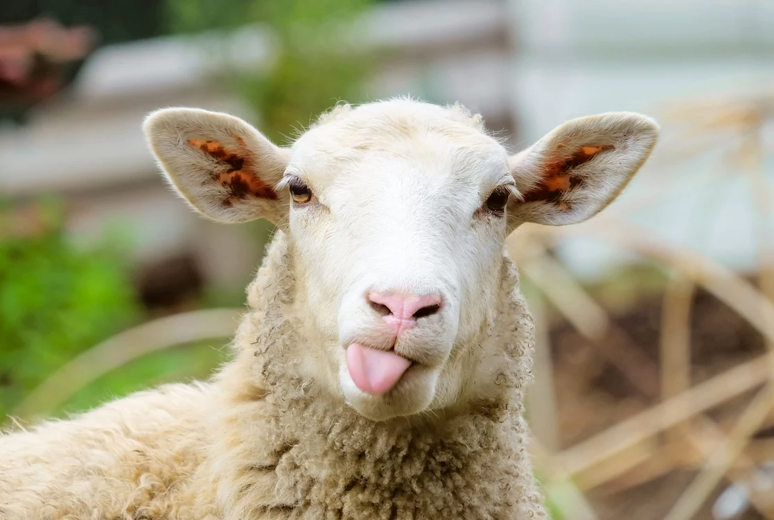 
    Un bărbat din Modelu a fost filmat în timp ce făcea sex cu o oaiefoto: Shutterstock  