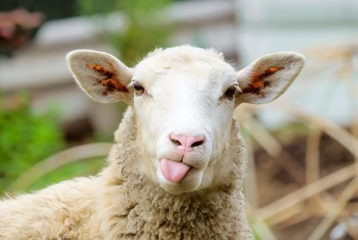 
    Un bărbat din Modelu a fost filmat în timp ce făcea sex cu o oaiefoto: Shutterstock  
