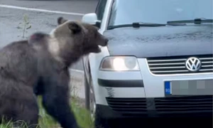 un sofer a vrut sa loveasca un urs pe transfagarasan foto captura vid png