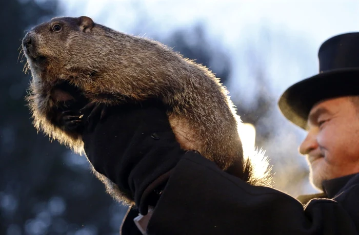 Marmota Phil, din Punxsutawney, Pennsylvania, nu i-a dezamăgit pe americani: a ieşit din muşuroi şi nu şi-a văzut umbra, ceea ce înseamnă că primăvara bate la uşă. FOTO AP