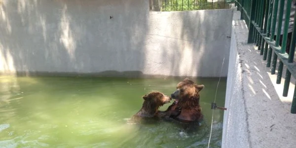 Animalele de la Grădina Zoologică din Craiova au parte de răsfăţ pe timp de caniculă 