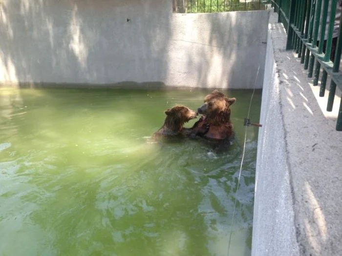Animalele de la Grădina Zoologică din Craiova au parte de răsfăţ pe timp de caniculă