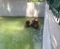 Animalele de la Grădina Zoologică din Craiova au parte de răsfăţ pe timp de caniculă 