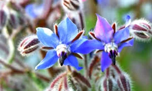 limba mielului planta tamaduitoare jpg 0 jpeg