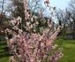 IMG 7489 jpeg
