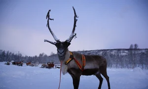 rennes 3793723 1280 jpg