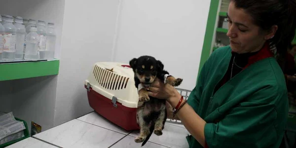 Animalele primesc îngrijire medicală de specialitate