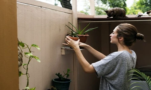 1 77831 original jpg jpeg