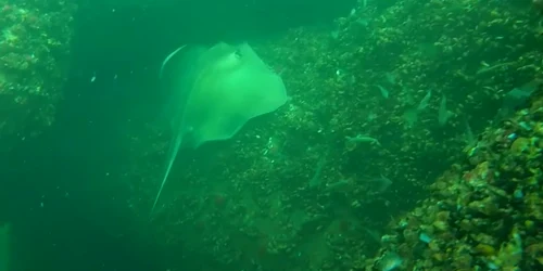 Pisica de mare captura video