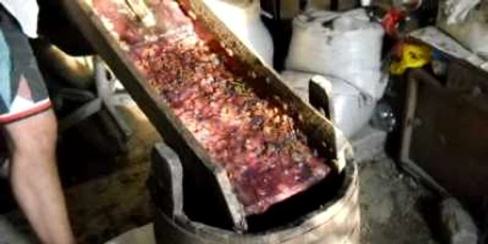 Turnu Severin: Struguri zdrobiți ca la începutul secolului XX