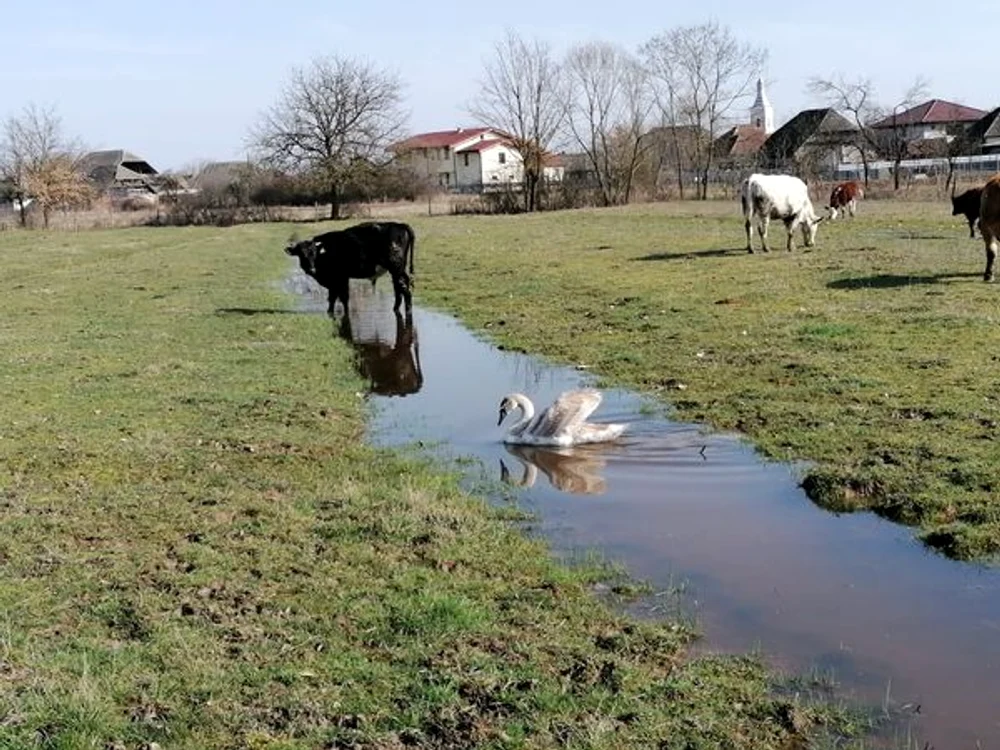Lebăda nu a mai putut zbura  FOTO Garda de Mediu Maramureș