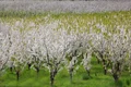 cum se stropesc pomii fructiferi aprilie recolta mai bogata 826684 webp