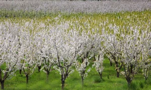 cum se stropesc pomii fructiferi aprilie recolta mai bogata 826684 webp