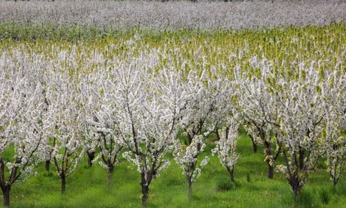 cum se stropesc pomii fructiferi aprilie recolta mai bogata 826684 webp