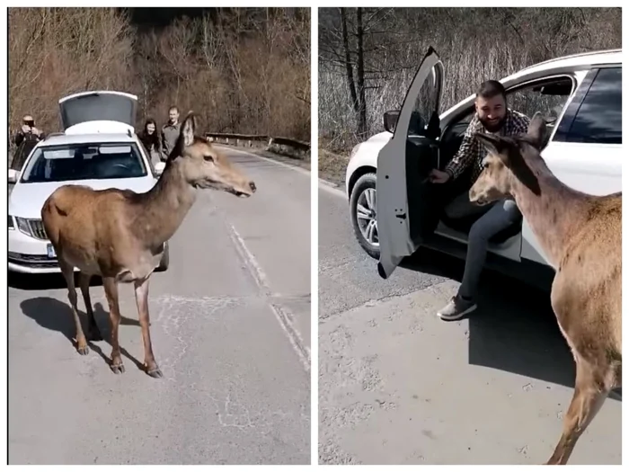 Caprioara vedetă din Apuseni