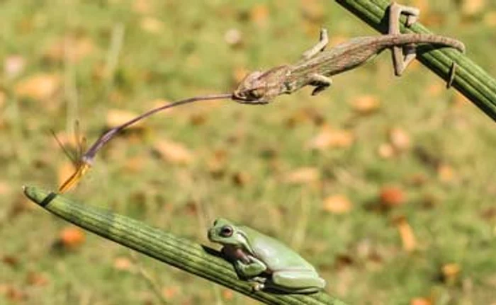 “Băi, ej’ nebun? Eu am văzut-o prima!”
