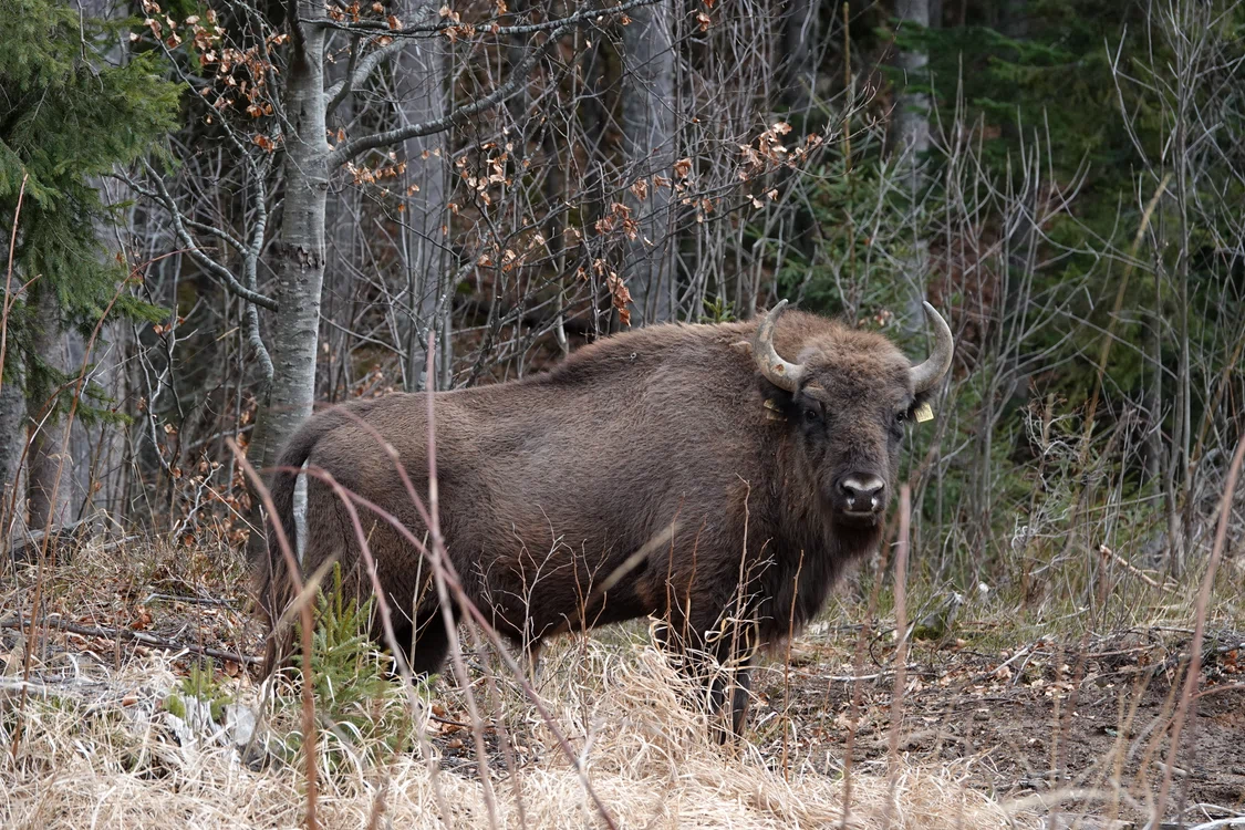 Zimbru, munții Făgărașului FOTO: Conservation Carpathia/Arhivă