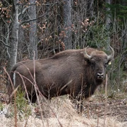 Zimbri Fundatia Conservation Carpathia Nucsoara (2) JPG